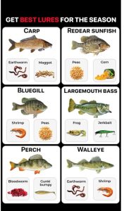 Best Artificial Lures for Freshwater and Saltwater Fishing Success