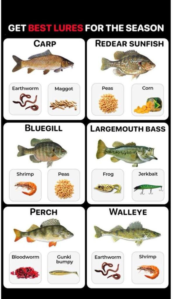 Best Artificial Lures for Freshwater and Saltwater Fishing Success